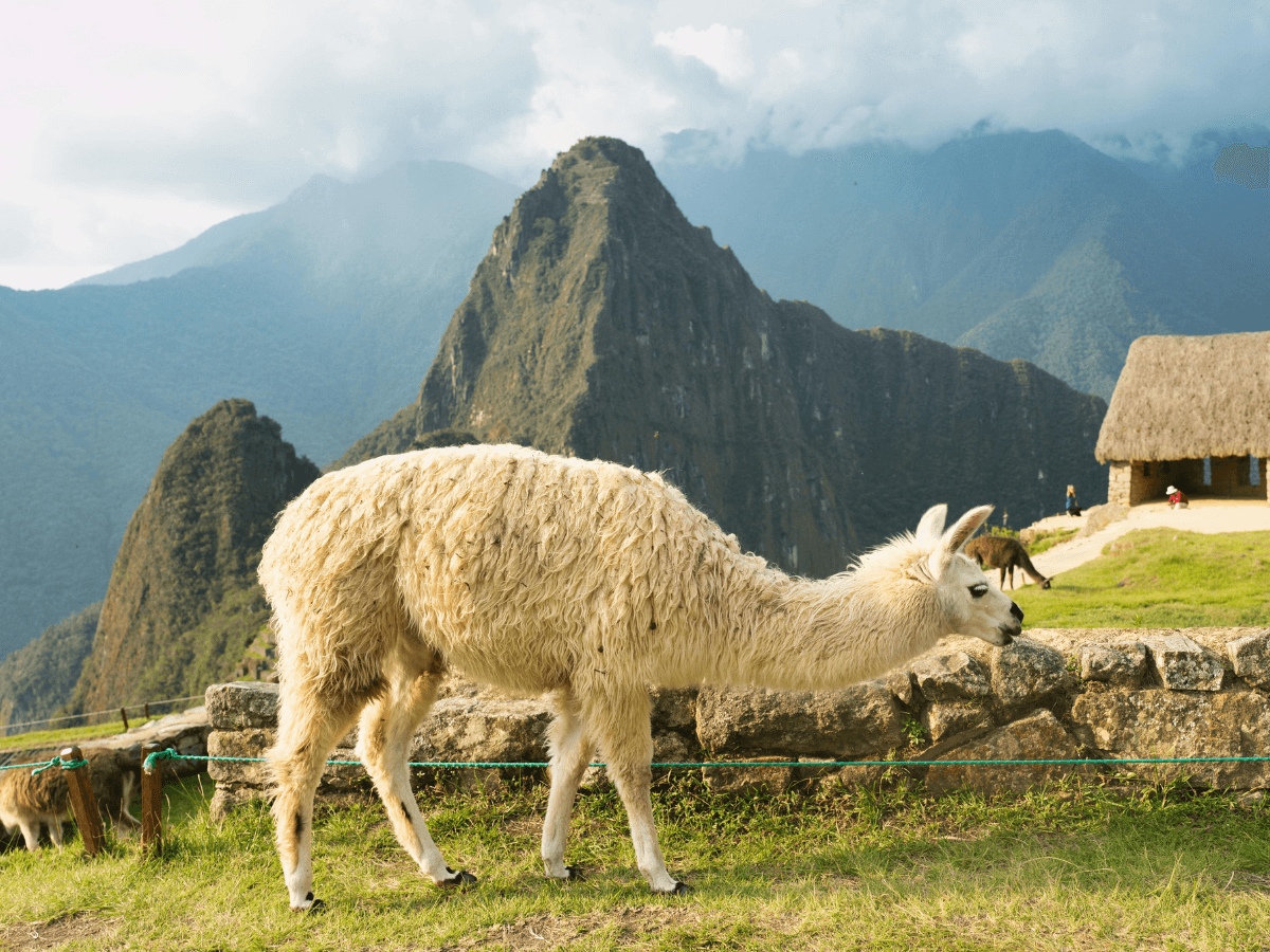 Machu Picchu full day